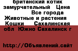 британский котик замурчательный › Цена ­ 12 000 - Все города Животные и растения » Кошки   . Сахалинская обл.,Южно-Сахалинск г.